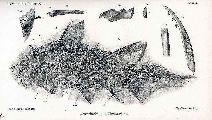 stethacanthus fossil